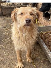 FABRIZIO, Hund, Mischlingshund in Rumänien - Bild 2