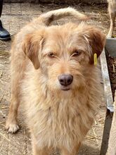 FABRIZIO, Hund, Mischlingshund in Rumänien - Bild 3