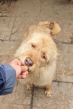 FABRIZIO, Hund, Mischlingshund in Rumänien - Bild 6