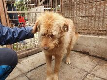 FABRIZIO, Hund, Mischlingshund in Rumänien - Bild 8