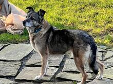 CAISEY, Hund, Mischlingshund in Köln - Bild 11
