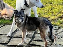 CAISEY, Hund, Mischlingshund in Waldbröl - Bild 12