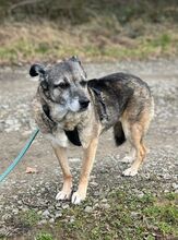 CAISEY, Hund, Mischlingshund in Waldbröl - Bild 13