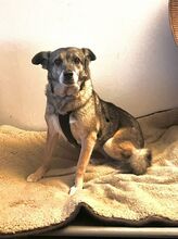 CAISEY, Hund, Mischlingshund in Waldbröl - Bild 14