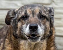 CAISEY, Hund, Mischlingshund in Köln - Bild 2
