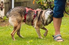 CAISEY, Hund, Mischlingshund in Waldbröl - Bild 21