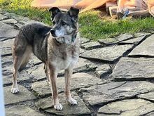 CAISEY, Hund, Mischlingshund in Köln - Bild 6