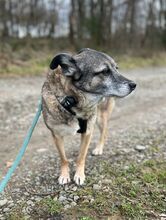 CAISEY, Hund, Mischlingshund in Köln - Bild 9