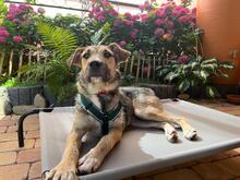 ANTONIA, Hund, Mischlingshund in Schwetzingen - Bild 10