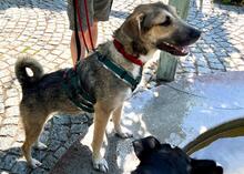 ANTONIA, Hund, Mischlingshund in Schwetzingen - Bild 3