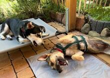 ANTONIA, Hund, Mischlingshund in Schwetzingen - Bild 4