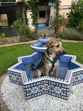 ANTONIA, Hund, Mischlingshund in Schwetzingen - Bild 9