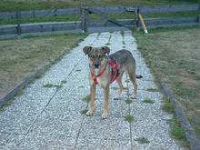EVA, Hund, Mischlingshund in Monschau - Bild 4