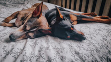 MANIK, Hund, Mischlingshund in Bulgarien - Bild 2