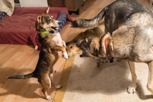 MANIK, Hund, Mischlingshund in Bulgarien - Bild 3