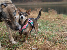 MANIK, Hund, Mischlingshund in Bulgarien - Bild 5
