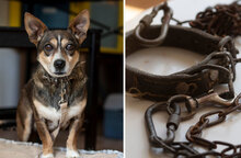 MANIK, Hund, Mischlingshund in Bulgarien - Bild 6