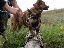 MANIK, Hund, Mischlingshund in Bulgarien - Bild 7