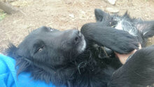 DANCER, Hund, Mischlingshund in Bulgarien - Bild 5