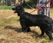 DANCER, Hund, Mischlingshund in Bulgarien - Bild 7