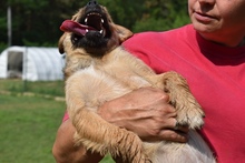 ZSUZSA, Hund, Mischlingshund in Ungarn - Bild 3