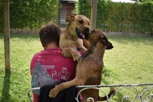 ZSUZSA, Hund, Mischlingshund in Ungarn - Bild 4
