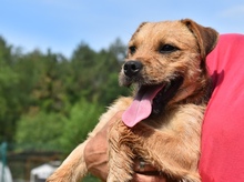 ZSUZSA, Hund, Mischlingshund in Ungarn - Bild 5