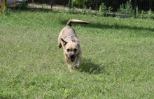 RUBY, Hund, Mischlingshund in Ungarn - Bild 3