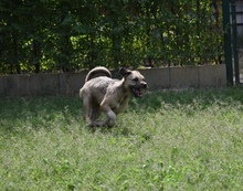 RUBY, Hund, Mischlingshund in Ungarn - Bild 5