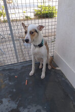 RAGMAR, Hund, Mischlingshund in Spanien - Bild 1