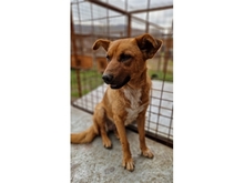 CHOUCHOU, Hund, Mischlingshund in Rumänien - Bild 1