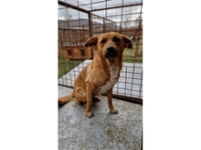 CHOUCHOU, Hund, Mischlingshund in Rumänien - Bild 2