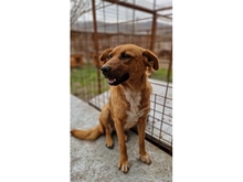 CHOUCHOU, Hund, Mischlingshund in Rumänien - Bild 3