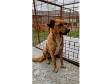 CHOUCHOU, Hund, Mischlingshund in Rumänien - Bild 4