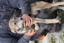 BRYANA, Hund, Mischlingshund in Lohra-Reimershausen - Bild 1