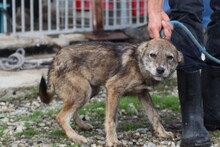 BRYANA, Hund, Mischlingshund in Lohra-Reimershausen - Bild 3
