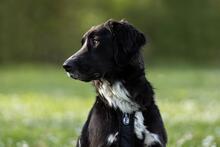 HERMIONE, Hund, Mischlingshund in Italien - Bild 1