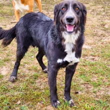 HERMIONE, Hund, Mischlingshund in Italien - Bild 14