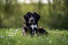 HERMIONE, Hund, Mischlingshund in Italien - Bild 2