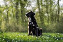 HERMIONE, Hund, Mischlingshund in Italien - Bild 4
