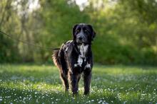 HERMIONE, Hund, Mischlingshund in Italien - Bild 7