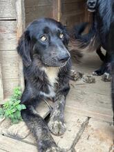 HEXE, Hund, Mischlingshund in Italien - Bild 1