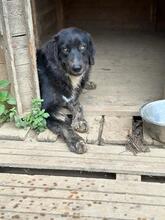 HEXE, Hund, Mischlingshund in Italien - Bild 10