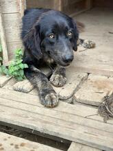 HEXE, Hund, Mischlingshund in Italien - Bild 12