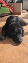 HEXE, Hund, Mischlingshund in Italien - Bild 15