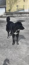 HEXE, Hund, Mischlingshund in Italien - Bild 16