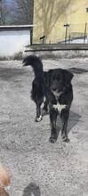 HEXE, Hund, Mischlingshund in Italien - Bild 17