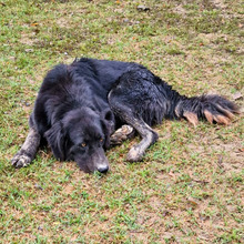 HEXE, Hund, Mischlingshund in Italien - Bild 2
