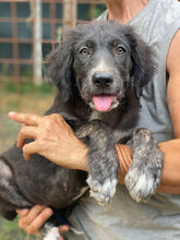 HEXE, Hund, Mischlingshund in Italien - Bild 6