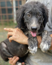 HEXE, Hund, Mischlingshund in Italien - Bild 8